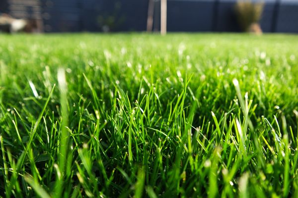 Pristine lawn maintained by Backyard Boys Outdoor Contracting in Southlake, TX