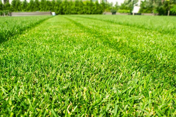 Freshly mowed lawn in a Northeast Tarrant County neighborhood served by Backyard Boys