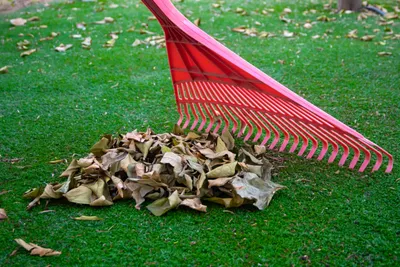 Leaf Removal