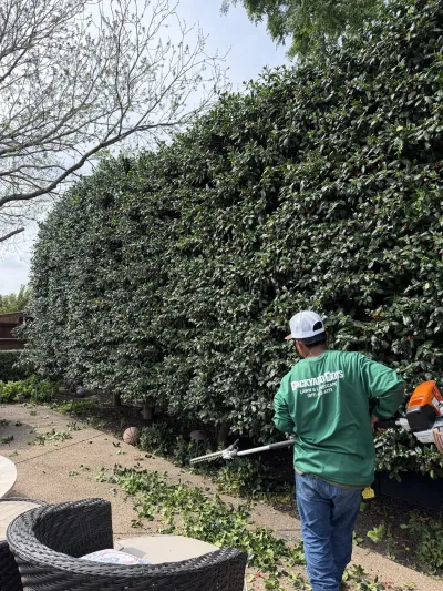 Tree & Shrub Trimming