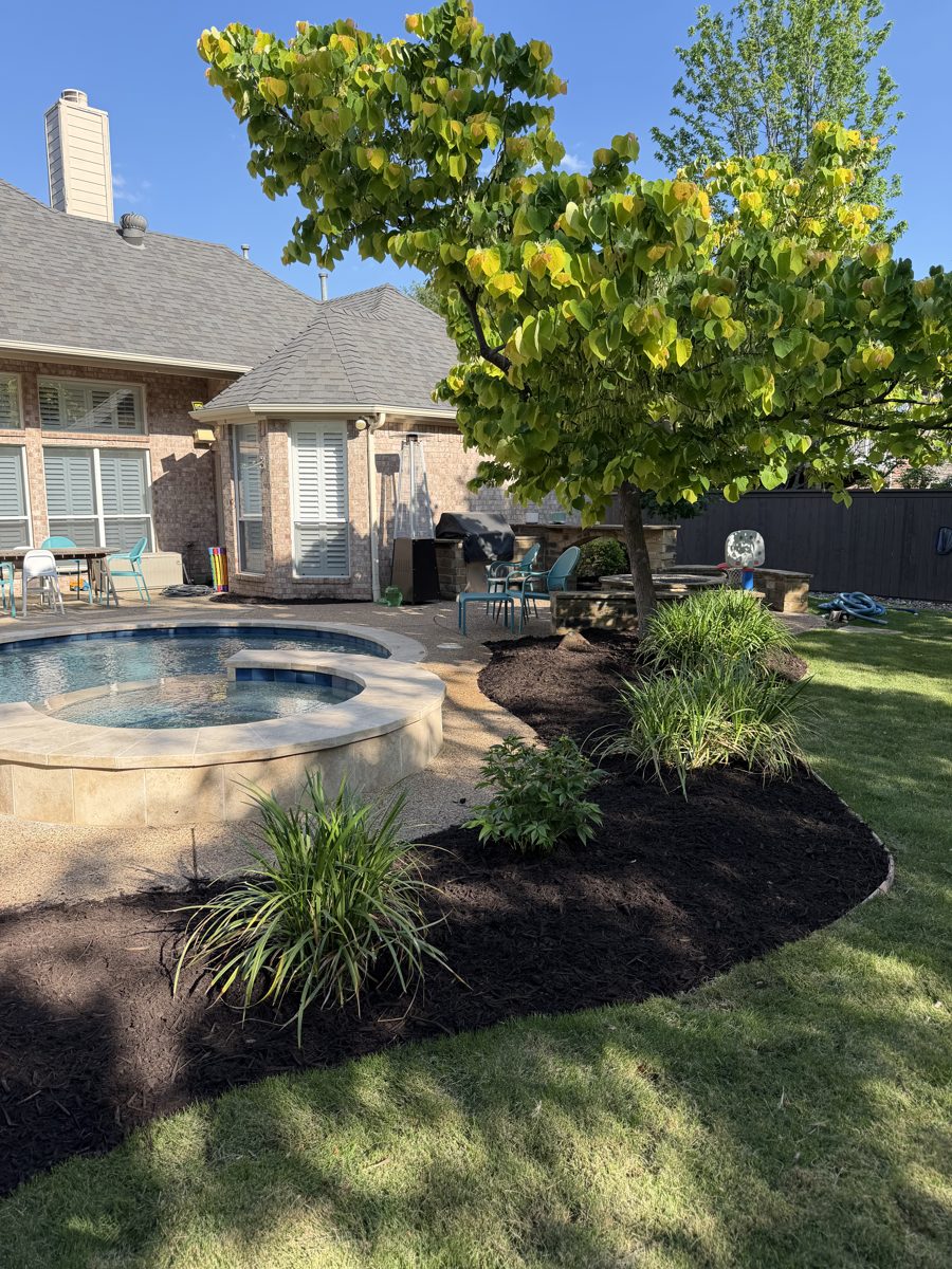 Backyard pool and spa with fresh mulch beds and ornamental grasses in Southlake TX