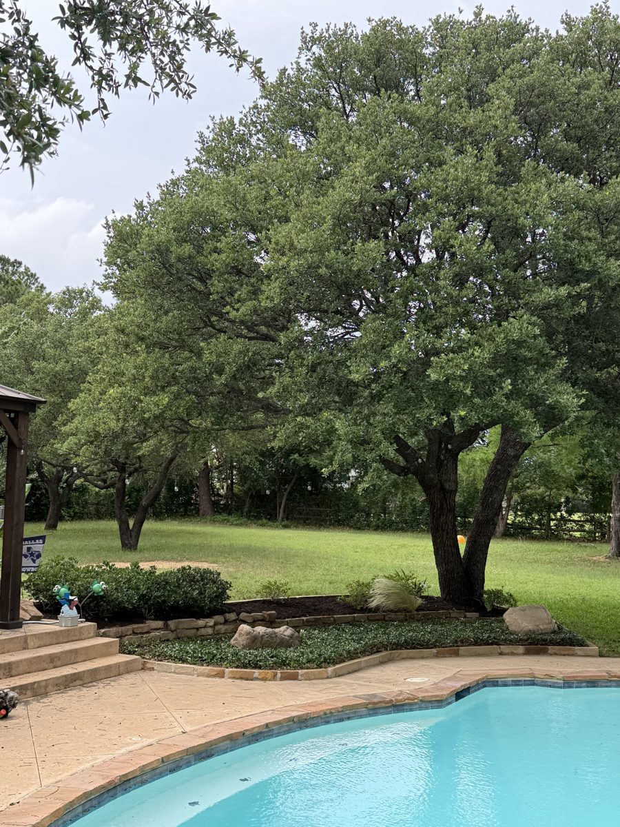 Backyard landscaping with a mature shade tree, mulched bed, and pool